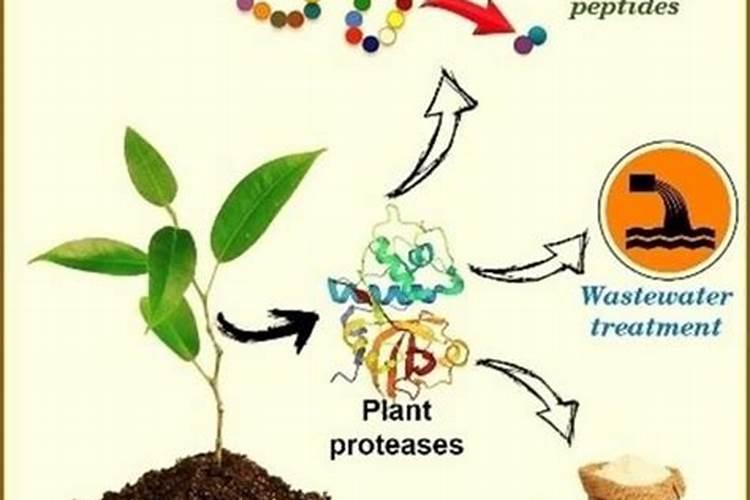 微量元素肥料的种类和酶肥的作用!