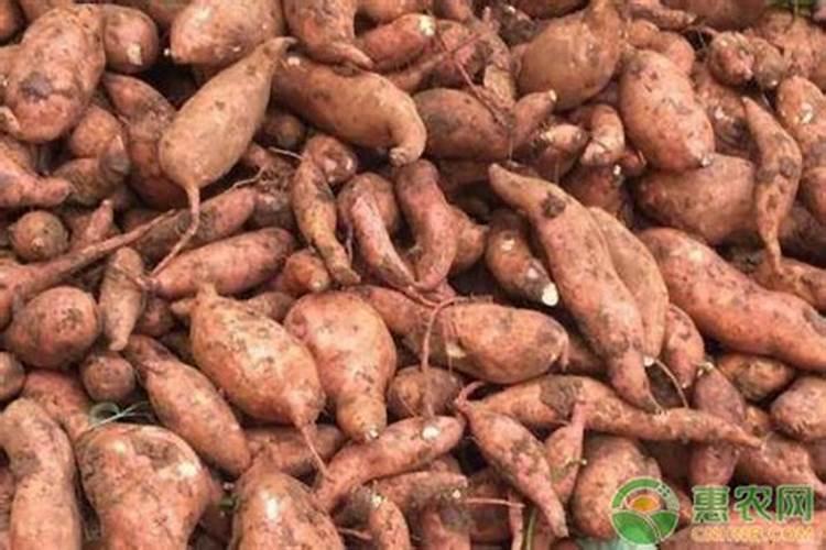 桂花长不长气根怎样才能让它生出气根？