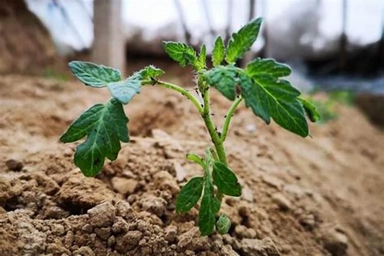 番茄什么时候冲钙肥好 注意事项有哪些