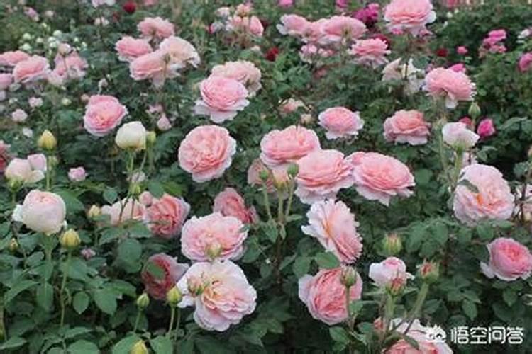 芋头花功效与作用及禁忌 芋头花功效与作用及禁忌有哪些