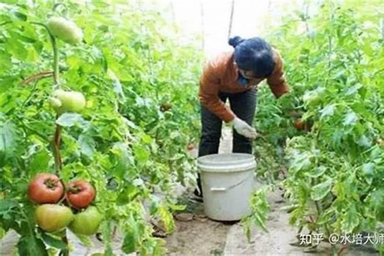 含氯的大量元素水溶肥对忌氯作物有什么影响？