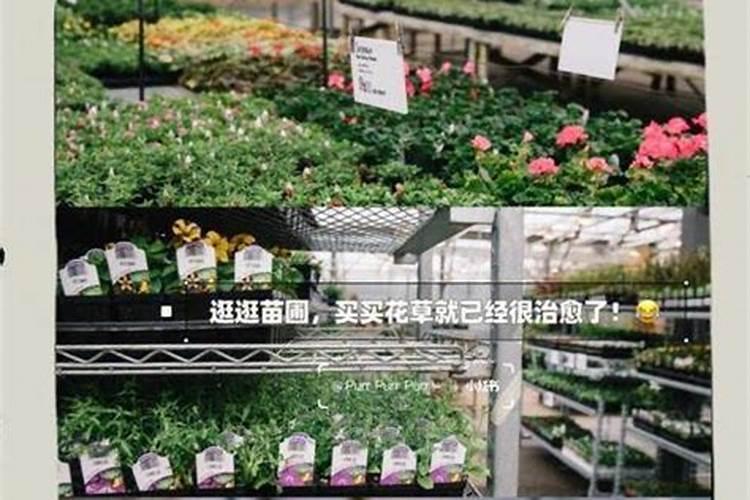 湖南可以种植毛鹃吗？