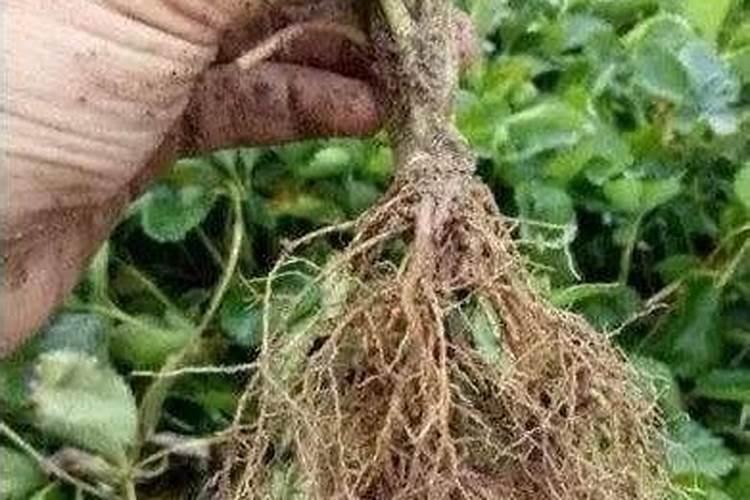 腐植酸钾和福子酸有什么区别