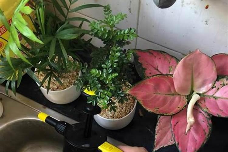 养花氮磷钾口诀,氮磷钾肥怎样施肥效果好