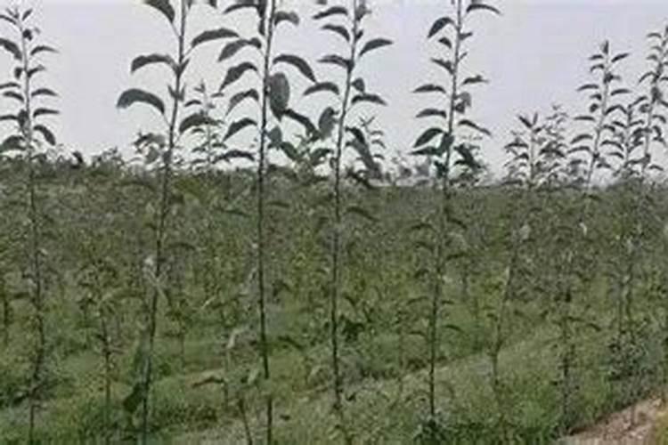 油枯怎么发酵成有机肥