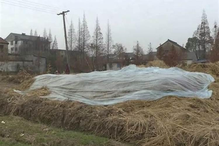 site: 果园修剪的枝条变成有机肥