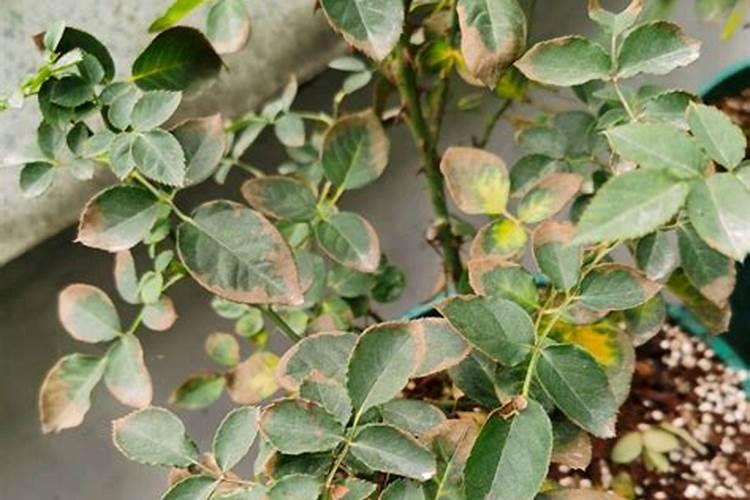 芸苔素内酯可以滴灌冲施吗一亩地冲是多少？