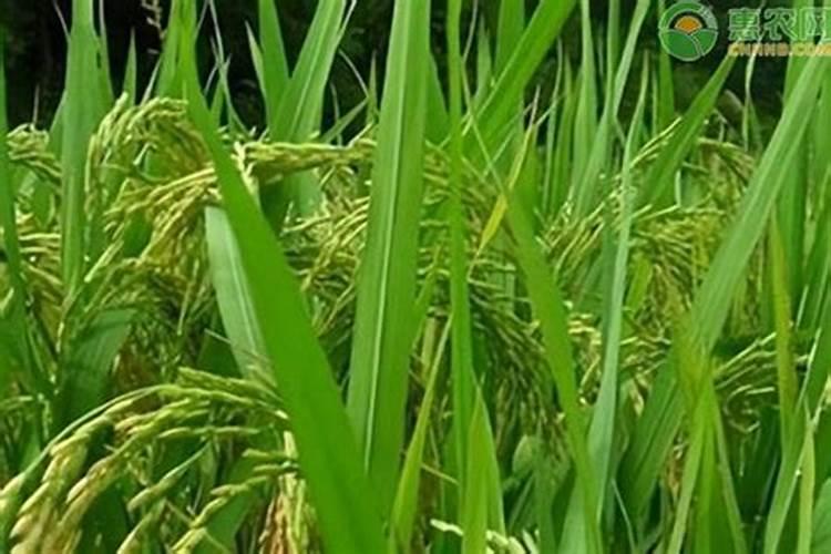 大葱最爱三种肥料