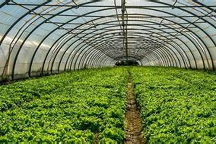 冷棚甜瓜种植技术