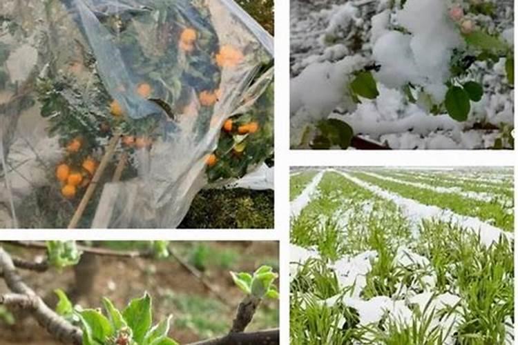 百香果怎样才能过冬不怕霜冻