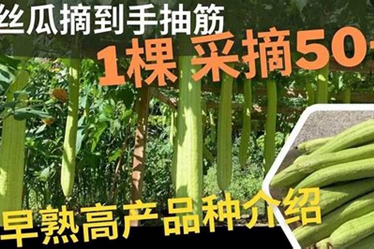 胶原蛋白肽排名十大品牌有哪些