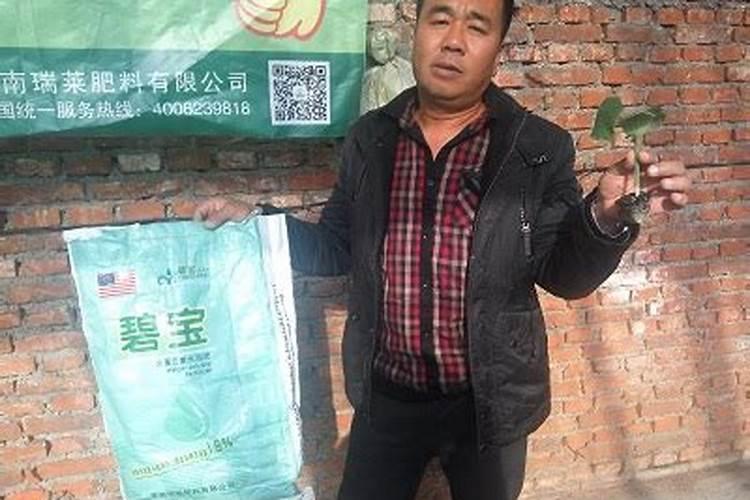 蓝宝石葡萄苗适合什么地方种植葡萄苗基地批发兰宝石哪里有蓝宝石葡萄...