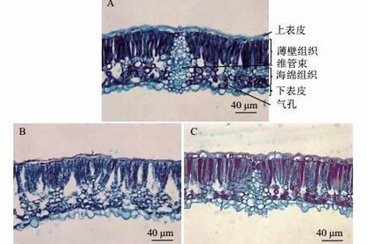 异恶草酮注意事项