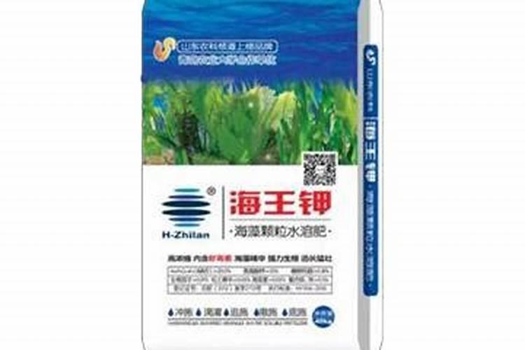 君子兰小苗怎么浇水