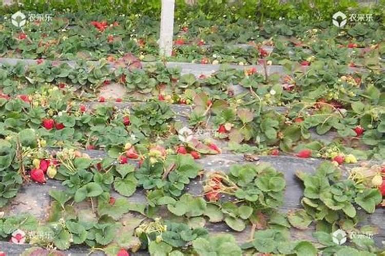 草莓结果期追施用什么肥料？草莓挂果期用什么叶面肥效果好？