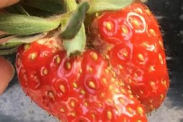 草莓结果期打什么叶面肥长的快？草莓保花保果叶面喷什么好？