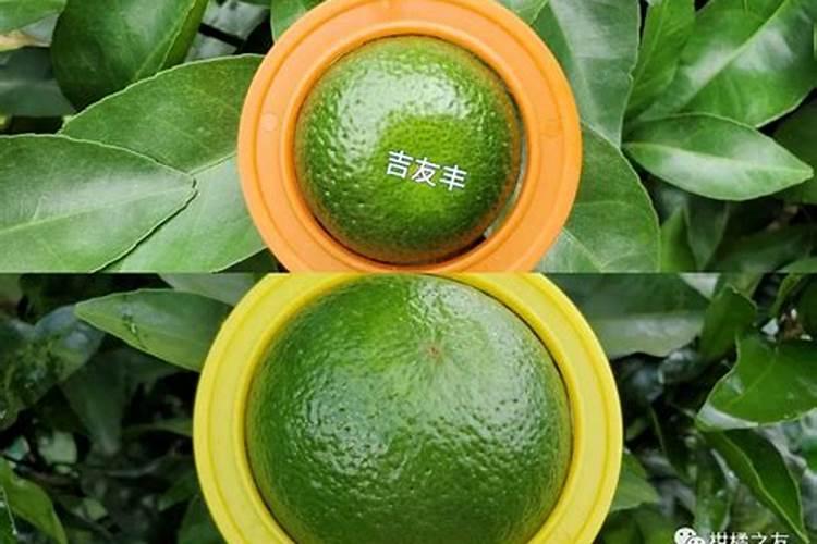 柑橘彭果2%苄氨基嘌呤怎么兑水