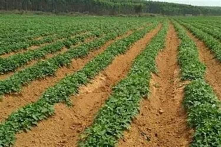 红薯最好的肥料