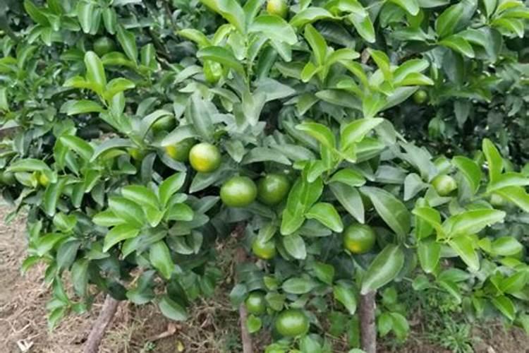 柑橘果实膨大期追肥:磷钾肥增甜膨大调色师着色靓果