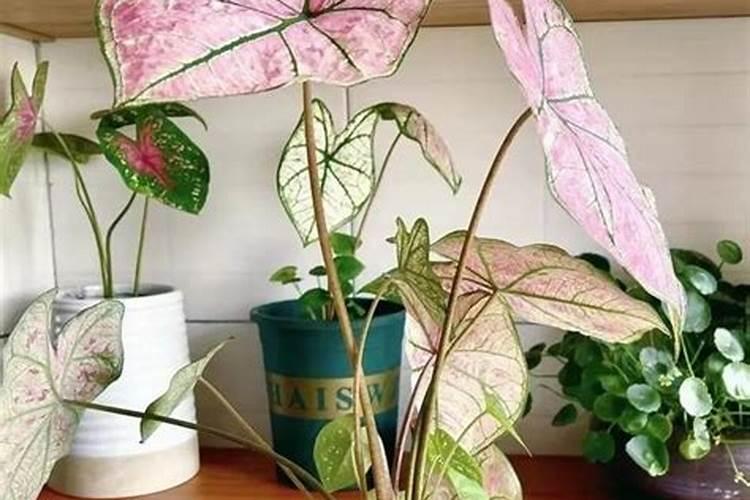 水培植物冬天怎么养？