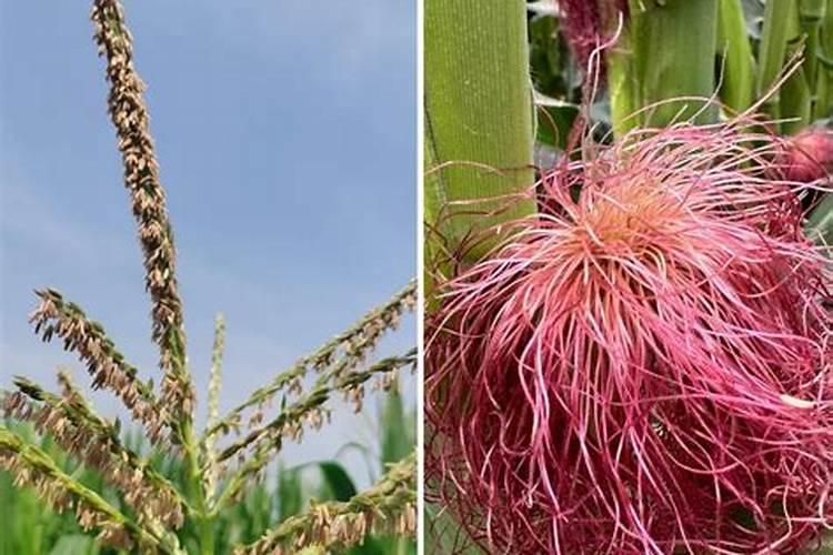 杜鹃花什么时间施肥最好 杜鹃花施肥时间和方法