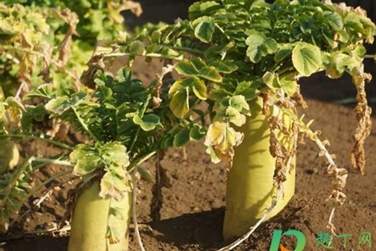 泥鳅养殖的水过于肥了用什么药物能够降下来