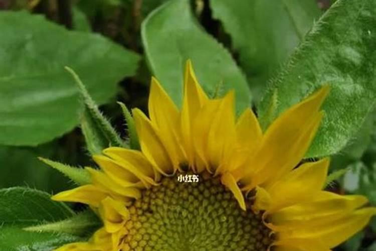 向日葵适合施什么肥