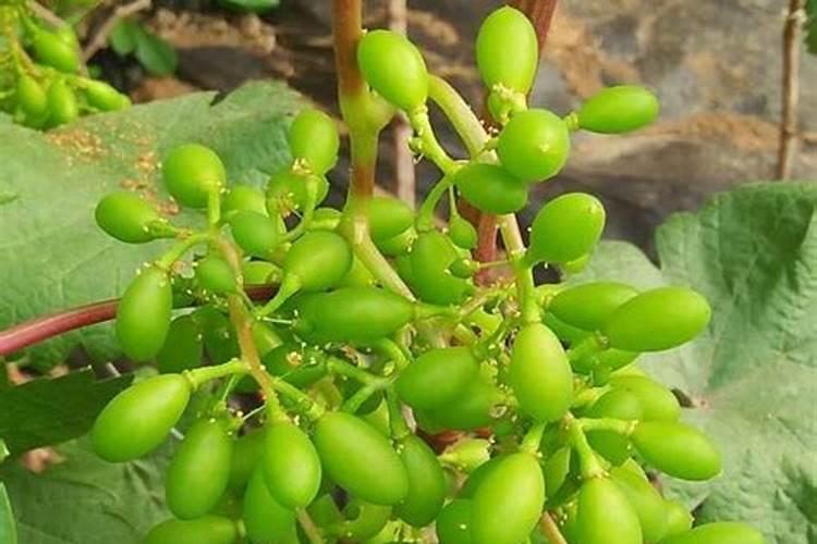 葡萄用什么肥料最好