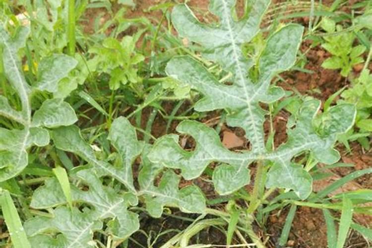 过期的谷维素可以浇花吗  什么药片可以浇花