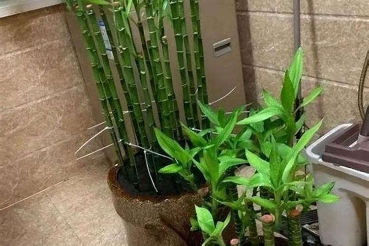 龟背竹叶子发软下垂原因及补救方法