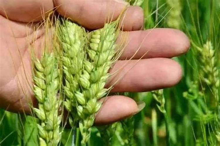 硼肥和杀虫剂杀菌剂能混用吗