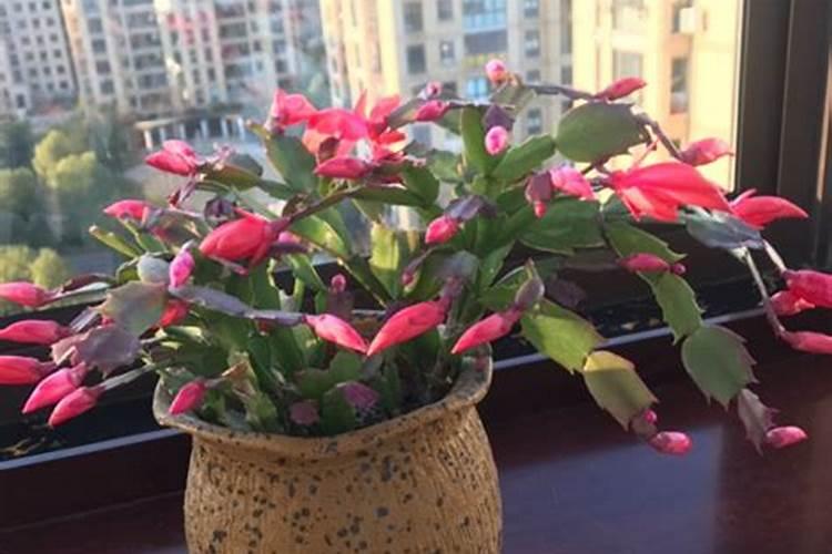 蟹爪兰用叶面肥喷施能行吗 裸根蟹爪兰怎么栽种