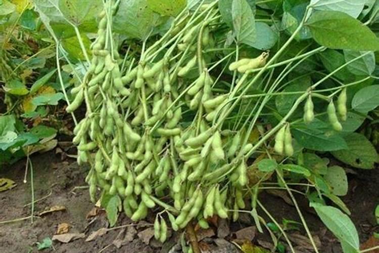 哪些花不能浇黄豆水