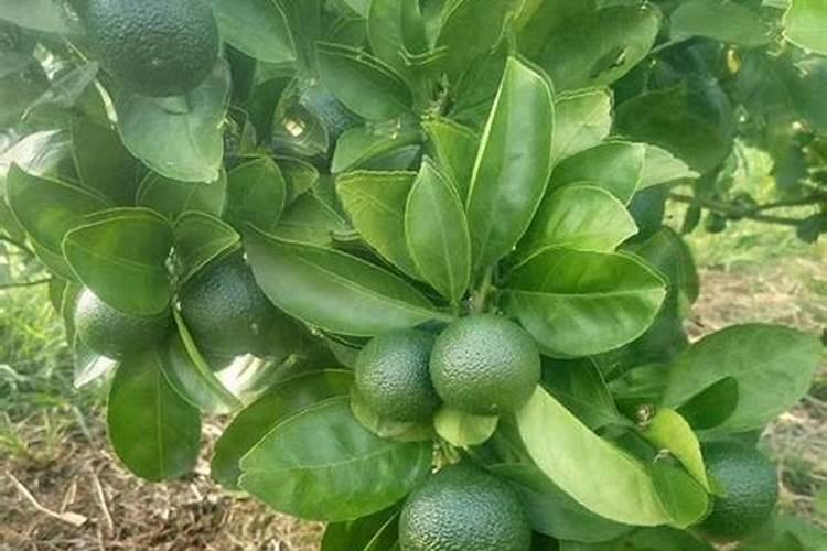 长了一年的柑橘施什么肥比较好？