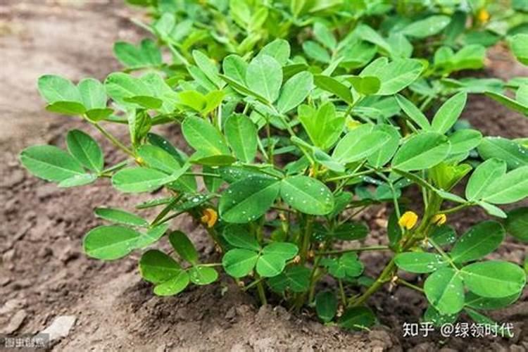 钙肥应该怎么用？在花生上什么时候用最好？在花生上用液体钙肥喷施好？还 ...