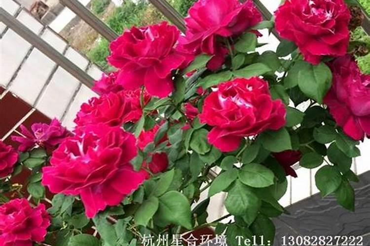 葡萄树上啥肥一能粗