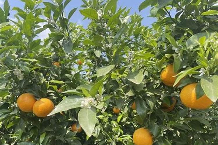 葡萄树施什么肥最好