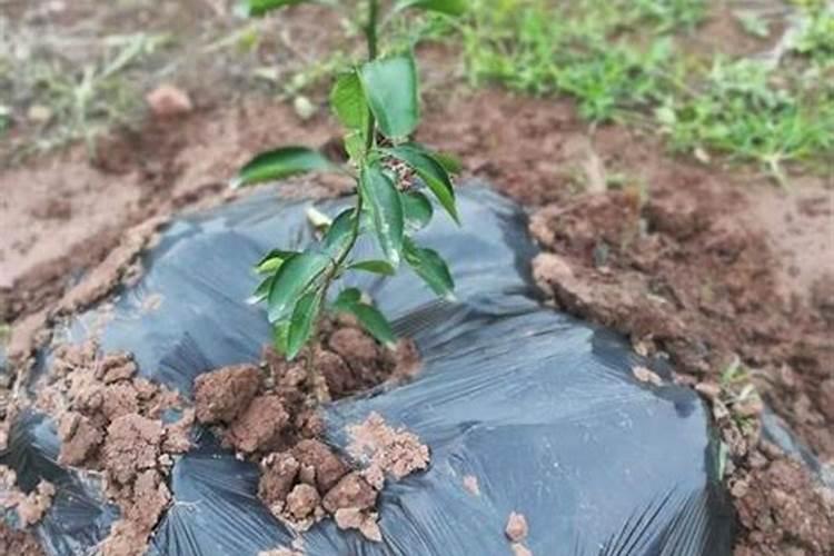 火龙果栽培要点