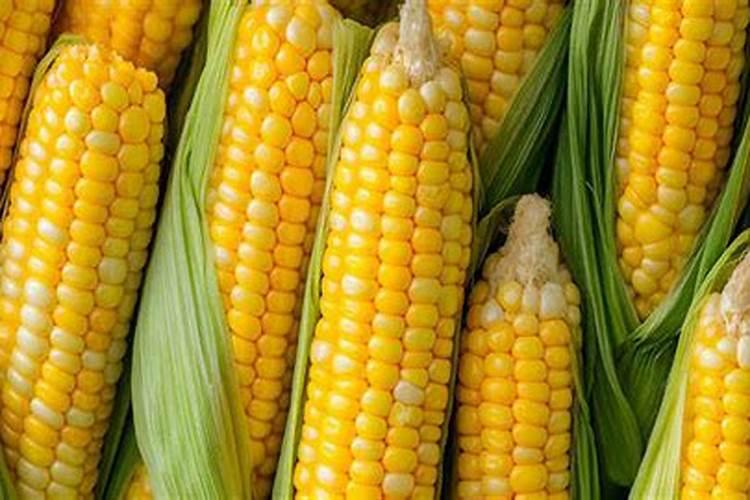 玉米结穗时可以打掉脚叶吗？