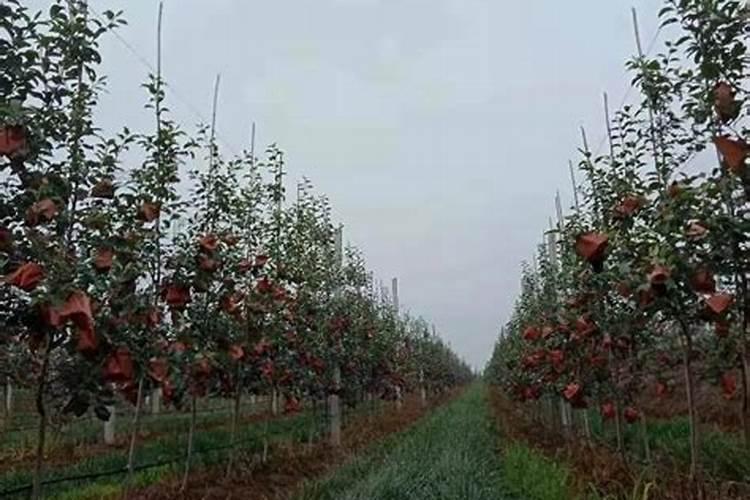 果树施肥后,果树几天后能够吸收