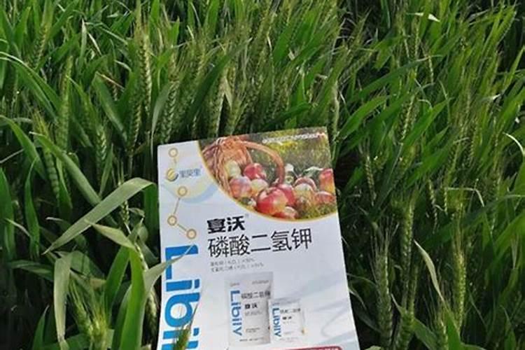 花生苗15厘米长了还能移栽吗？