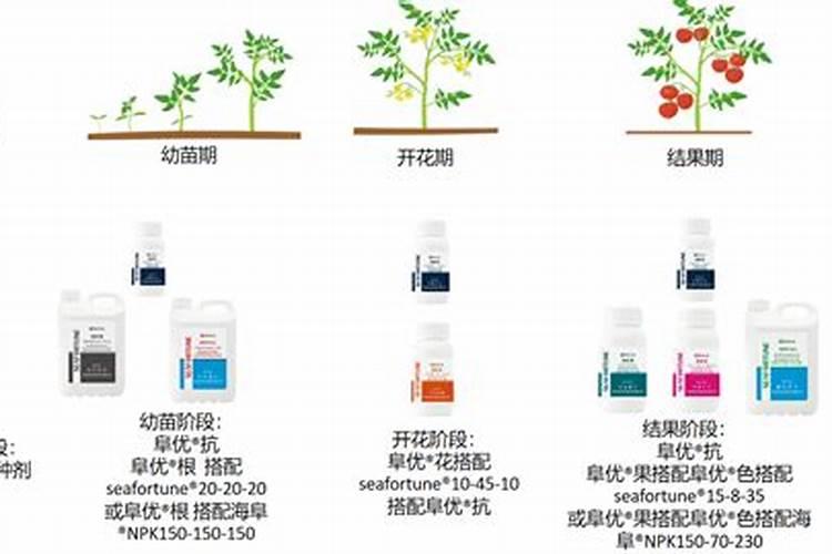 番茄什么时候冲钙肥好 注意事项有哪些
