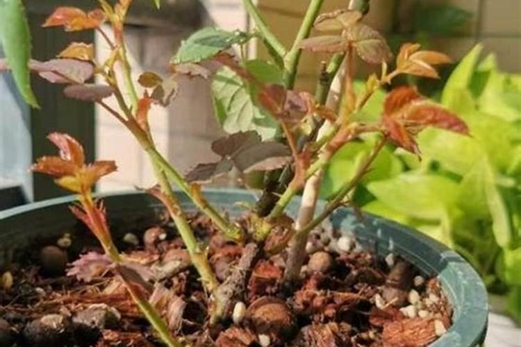 氮肥或土壤中的含氮量可以用酸碱滴定法测定。称取氮肥氯化铵0.2000 g...