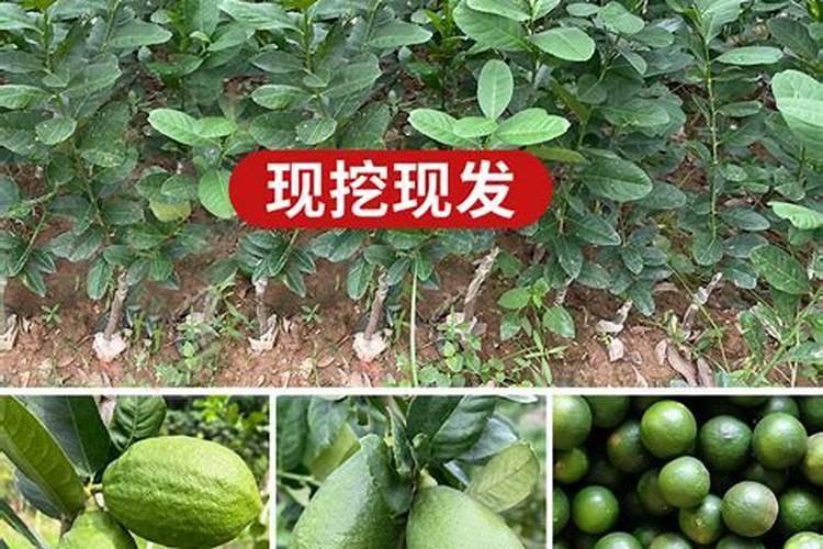 室内养花可以用磷酸二氢钾吗