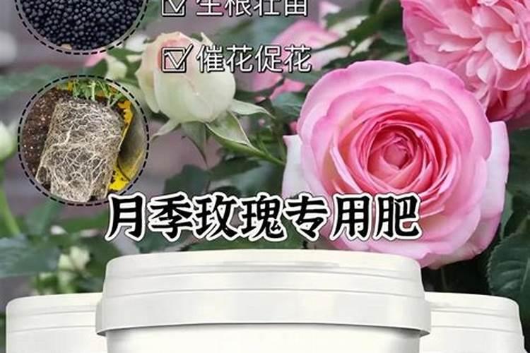 水插月季怎么促进生根