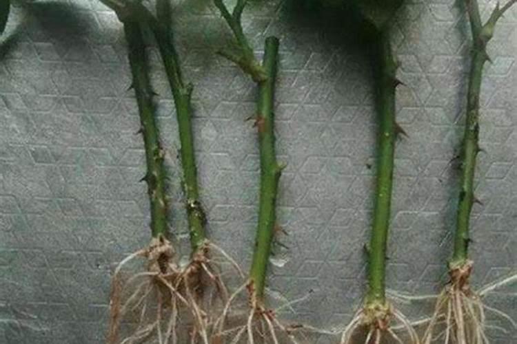 月季花用什么肥料最佳？