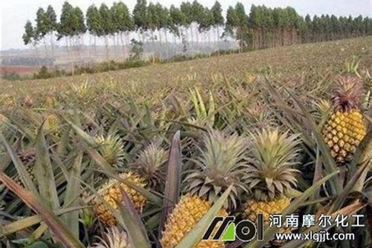 芸苔素内酯用在生姜上冲几次可以吗