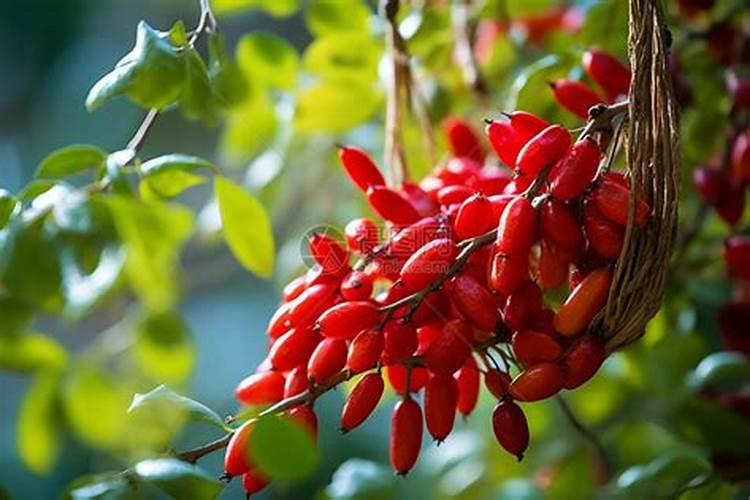 枸杞秋季施肥的方法及要点