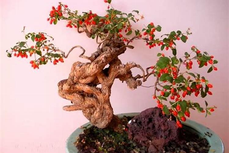 123果树叶子出现黑点,卷叶,掉叶,是什么病!!!急