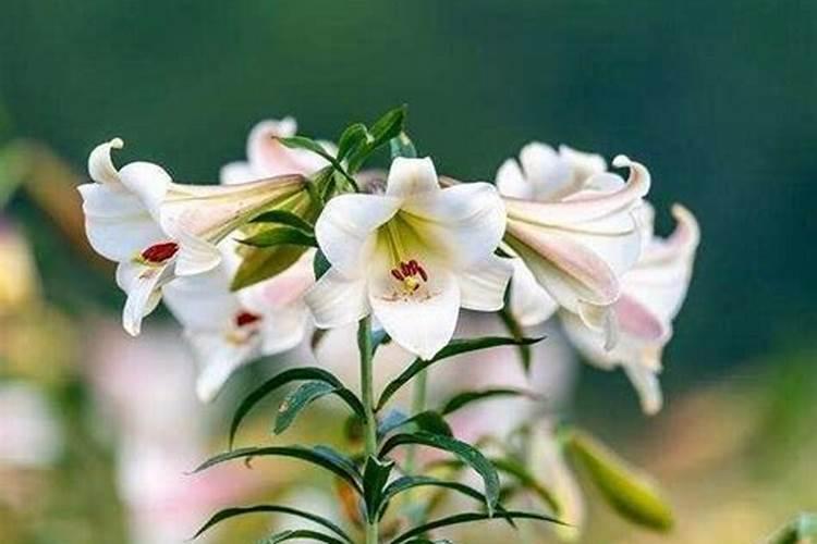 盆栽百合花施什么肥好呢？百合花怎么施肥呢？